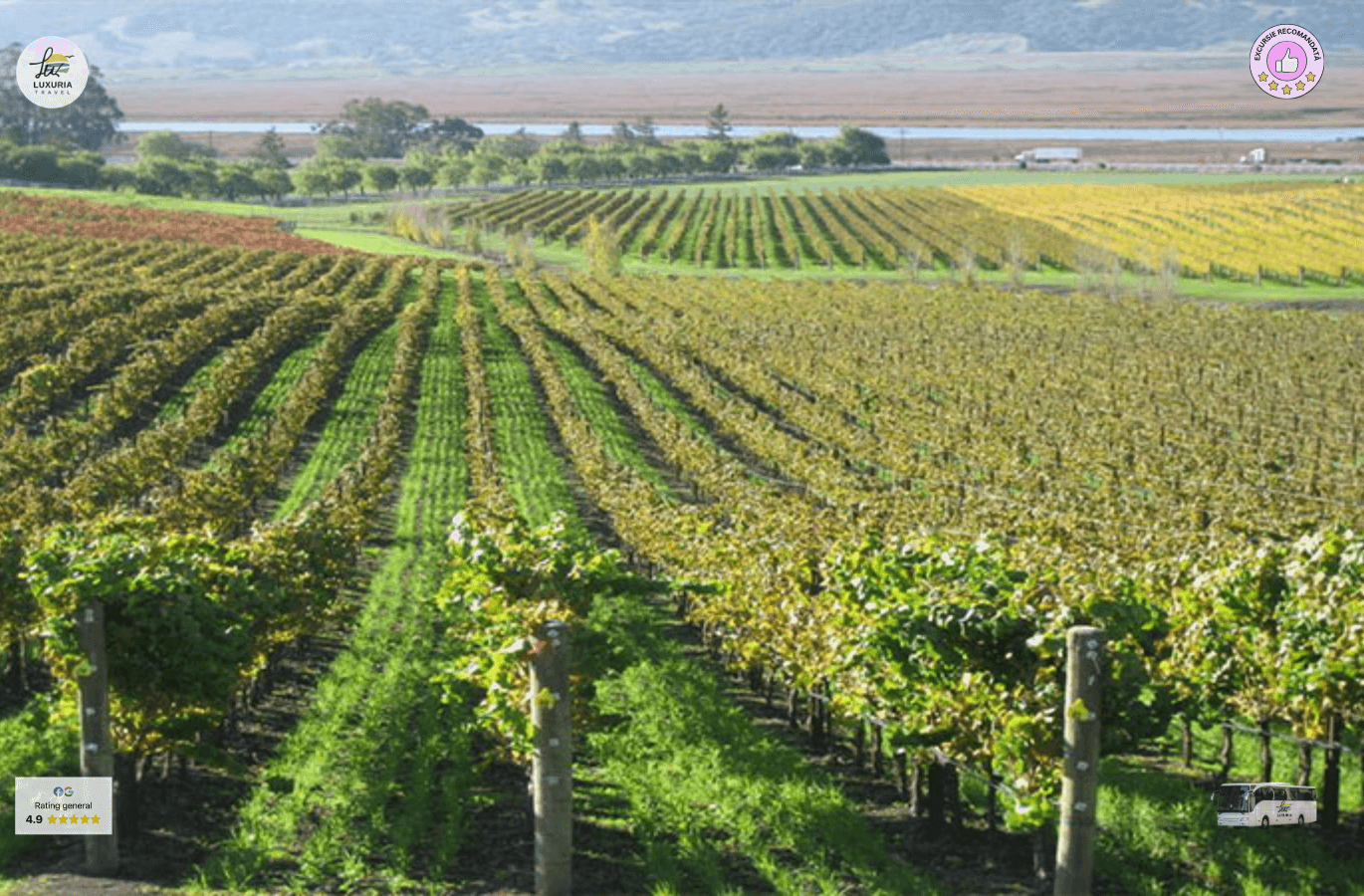 Excursie de o zi in Podgoria Murfatlar – vin, traditie si povesti dobrogene