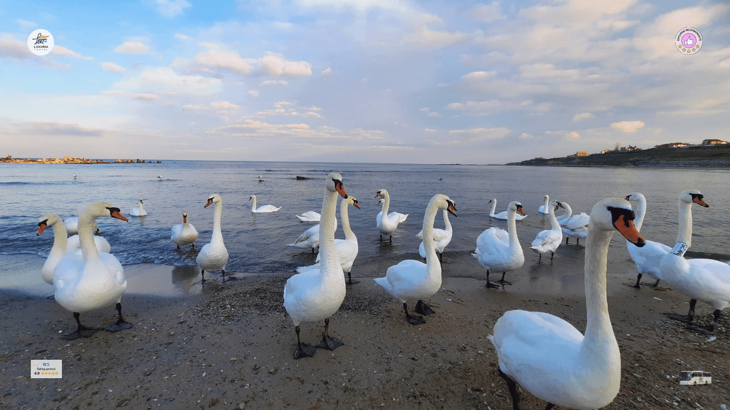 Excursie 1 zi Lebedele de la Malul Marii